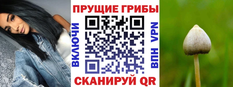 где купить наркотик  Артём  Галлюциногенные грибы GOLDEN TEACHER 